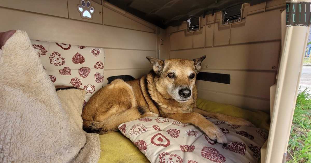 Modugno, la storia di Wally: quel "cane di quartiere" adottato dai residenti 17 anni fa